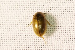 Enochrus quadripunctatus