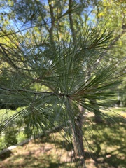 Pinus strobus