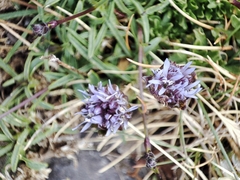 Jasione crispa
