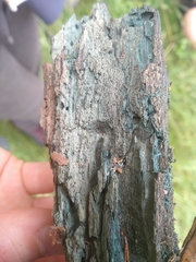 Endoconidiophora coerulescens