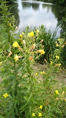Oenothera