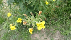 Oenothera