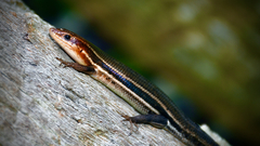 Plestiodon inexpectatus