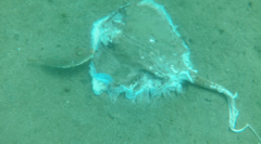 Sphoeroides lobatus