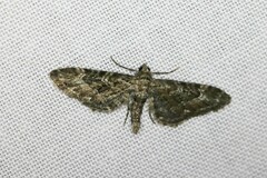 Gymnoscelis rufifasciata