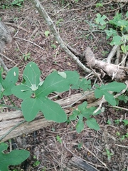 Ibervillea hypoleuca