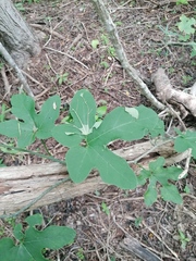 Ibervillea hypoleuca