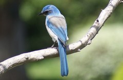 Aphelocoma californica