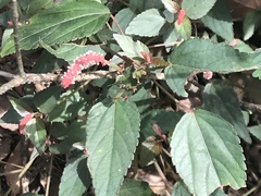 Acalypha monostachya