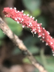 Acalypha monostachya