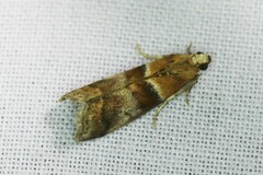Acrobasis repandana