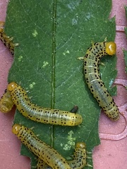 Pristiphora geniculata