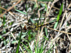 Celithemis ornata