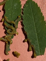 Pristiphora geniculata