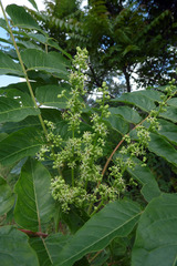 Ailanthus altissima