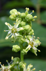 Ailanthus altissima