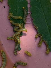 Pristiphora geniculata