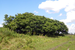 Ailanthus altissima