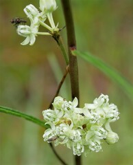 Asclepias stenophylla