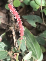 Acalypha monostachya