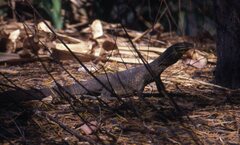 Varanus panoptes