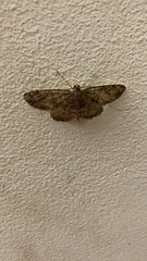 Geometridae