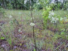 Asclepias stenophylla