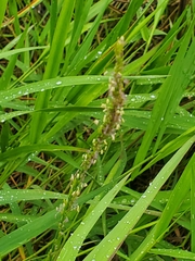 Panicum hemitomon