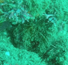 Stenorhynchus debilis