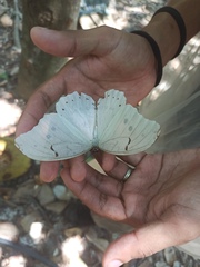 Morpho polyphemus polyphemus
