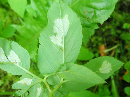 Plasmopara nivea nuotrauka