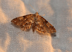Elophila faulalis