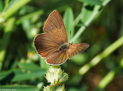 Polyommatus ripartii