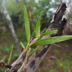 Scaphyglottis imbricata