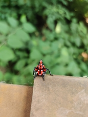 Lycorma delicatula