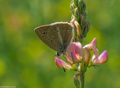 Polyommatus ripartii