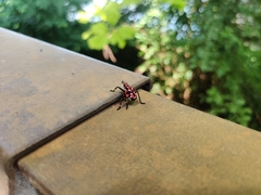 Lycorma delicatula