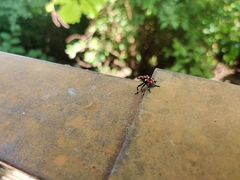 Lycorma delicatula