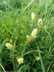 Melampyrum argyrocomum