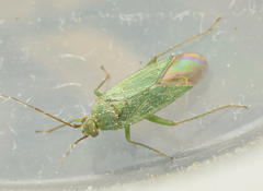 Orthotylus virescens