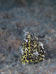 Callechelys marmorata