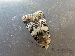 Caradrina glaucistis
