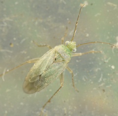 Asciodema obsoleta
