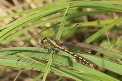 Ophiogomphus smithi