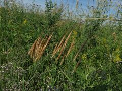 Bromus riparius