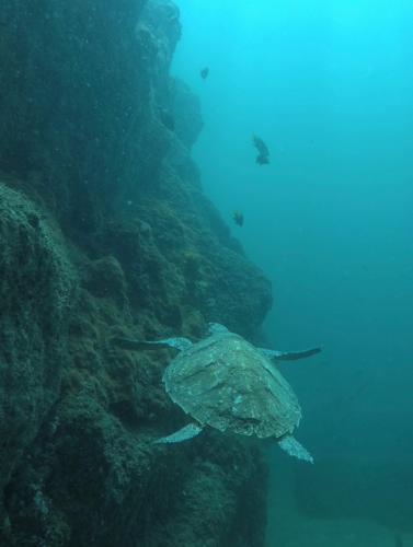 Hawksbill Sea Turtle