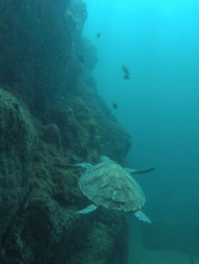 Hawksbill Sea Turtle