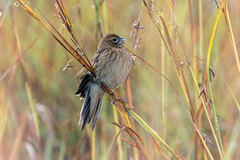 Long-Tailed Widowbird photo 2