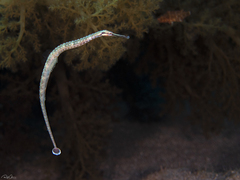 Corythoichthys schultzi