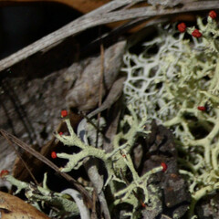 Cladonia leporina